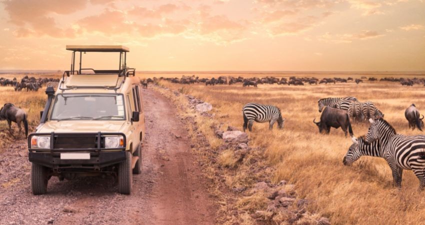 Circuit - Safari 100% célibataires au Kenya