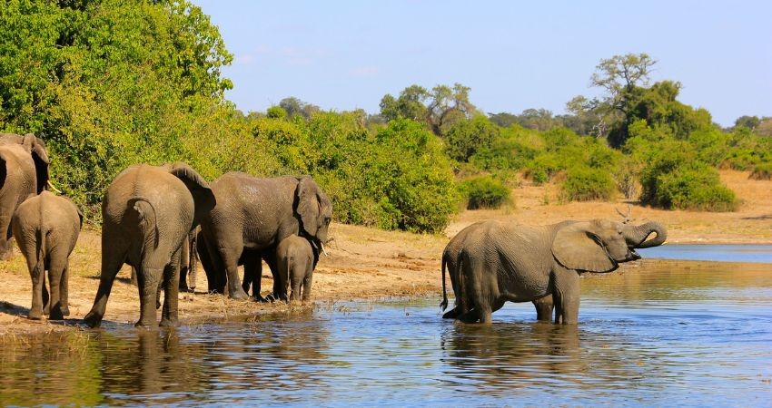 Croisière et safari en Afrique Australe